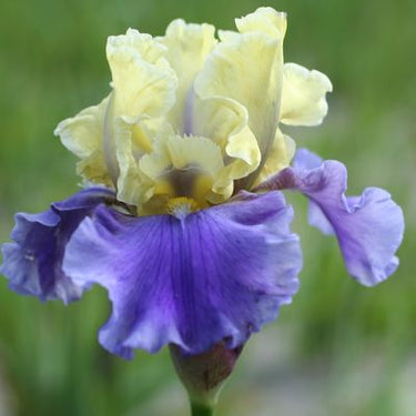 Edith Wolford Bearded Iris